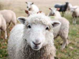 Lammas